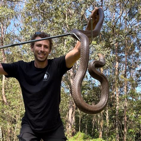 Image result for Python Catcher