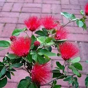 BJUBAS Calliandra Red Dwarf Powderpuff Plant | Low-Maintenance ...