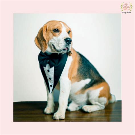 Shop Black Dog Tuxedo Bandana at ₹454 – Wrapinfur