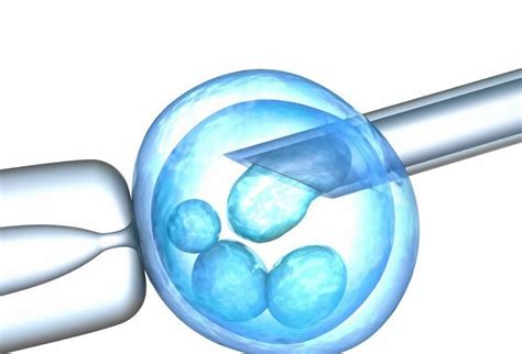 试管婴儿胚胎移植后几天着床 试管婴儿移植后什么时候验孕 _八宝网
