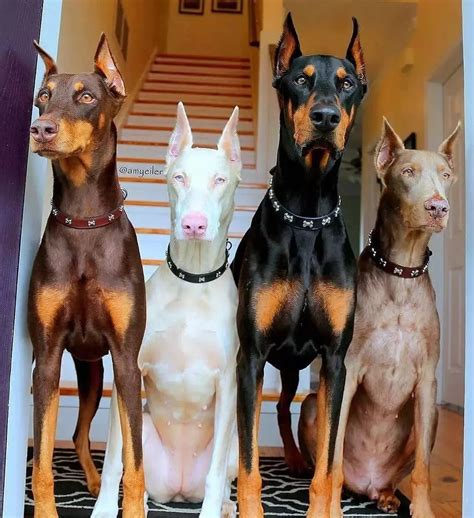 The Gang▪︎🖤🐾🐕 : r/DobermanPinscher