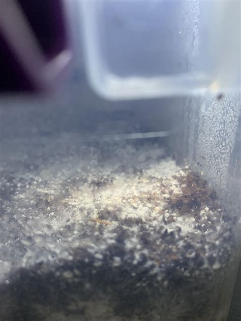 How long till pins? : r/ContamFam