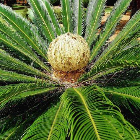 Sago Palm Care: A Cycas Revoluta Growing [GUIDE]