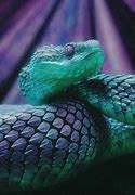 Image result for Cute Animals Snakes