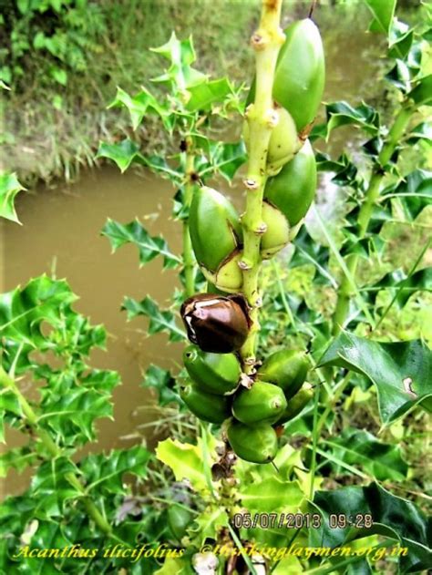 Medicinal Plant Details