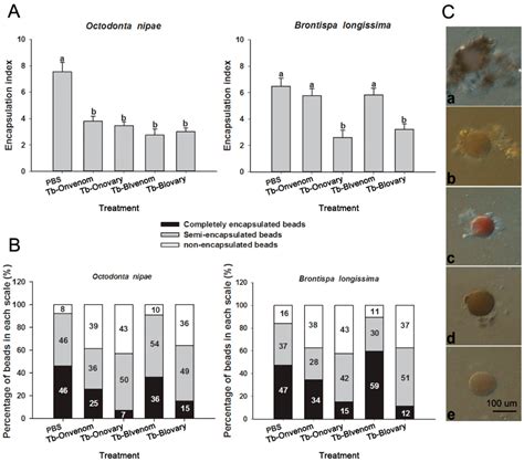 Variation in Parasitoid Virulence of Tetrastichus brontispae during the ...