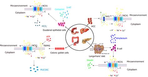 Roles of Na+/Ca2+ exchanger 1 in digestive system physiology and ...