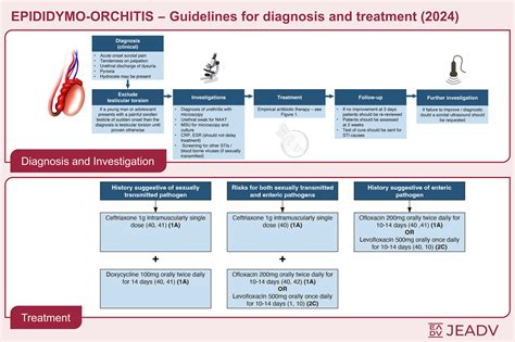 The 2024 European guideline on the management of epididymo‐orchitis - Justice - Journal of the ...