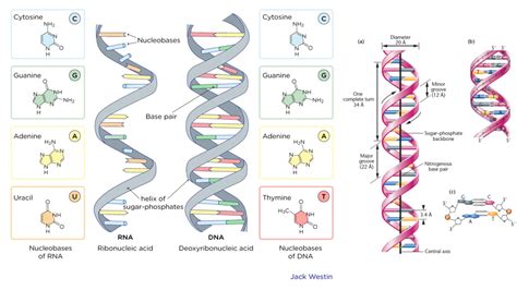 Rolling Circle Replication - Mechanism, Application - Biology Notes Online