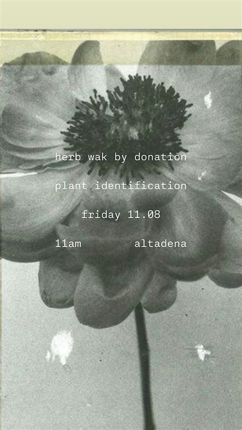 Herb Walk by Donation, Cobb Estate Trailhead, Altadena, 8 November 2024 ...