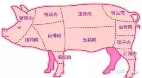 买猪肉：一张图教你辨别不同猪肉，以后去菜市场不怕被骗 - 知乎