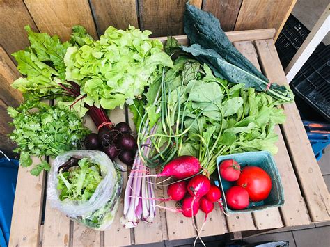 CSA Community Supported Agriculture 的图像结果