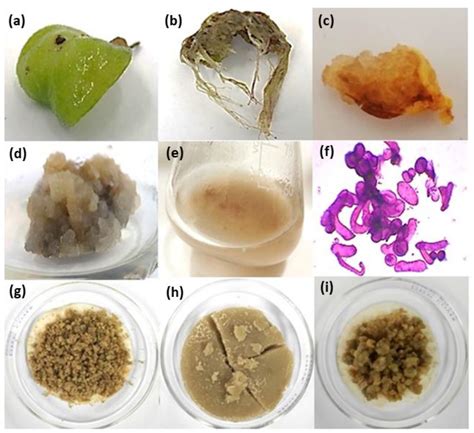 Arnica montana Cell Culture Establishment, and Assessment of Its ...