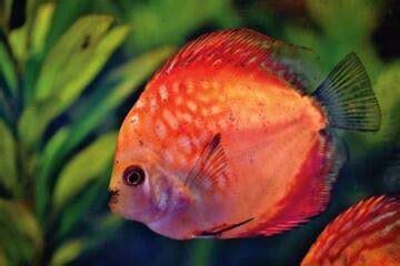 梦见红鱼 - 做梦梦到红鱼是什么意思 - 吉名屋