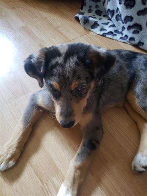 Blue Merle Australian Shepherd Lab Mix
