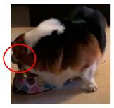 Convolutional Neural Network-Based Automated System for Dog Tracking ...