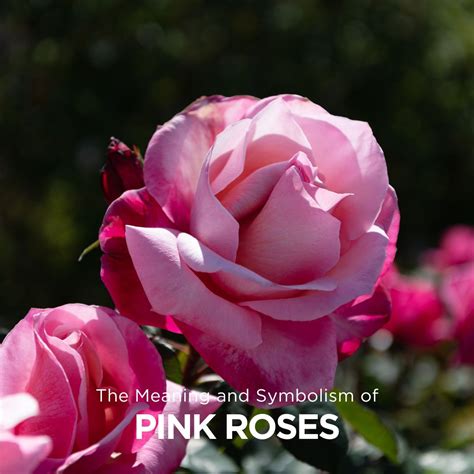The Meaning And Symbolism Of Pink Roses | UrbanFlowers