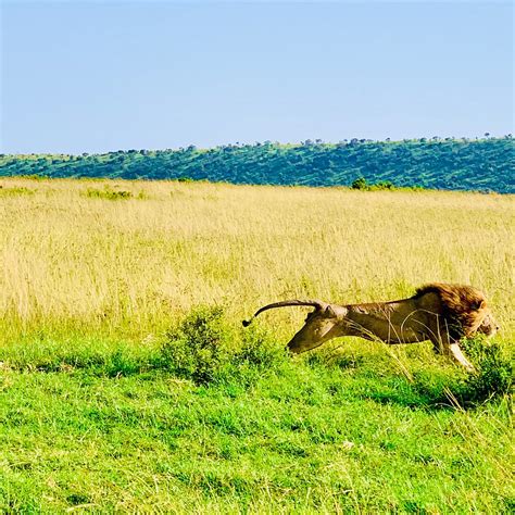 MASAI MARA TRAIN SAFARIS (2026) All You Need to Know BEFORE You Go ...