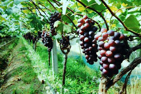 種植戶們，葡萄要想產量高，花期管理你做好了嗎？ - 每日頭條