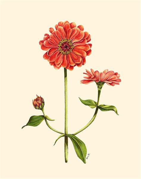 zinnia flower drawing