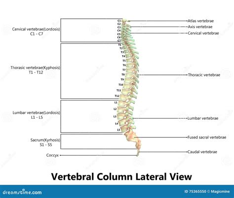 Human Skeleton Spinal Cord Anatomy with Detailed Labels Stock ...