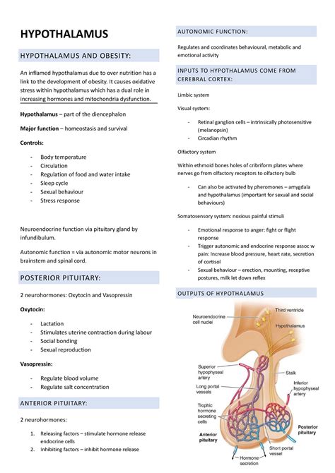 Hypothalamus - notes - HYPOTHALAMUS HYPOTHALAMUS AND OBESITY: An ...
