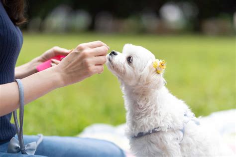How Much to Feed a Maltese (Puppy & Adult Feeding Chart)