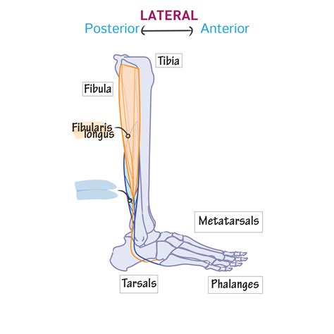 Lateral Leg Anatomy Veins Of The Leg, Lateral View, Illustration