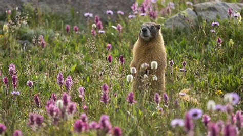 Are marmots dangerous? Ferocious fiends or fury friends? | Advnture