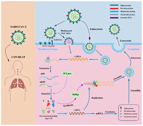 Progress on COVID-19 Chemotherapeutics Discovery and Novel Technology