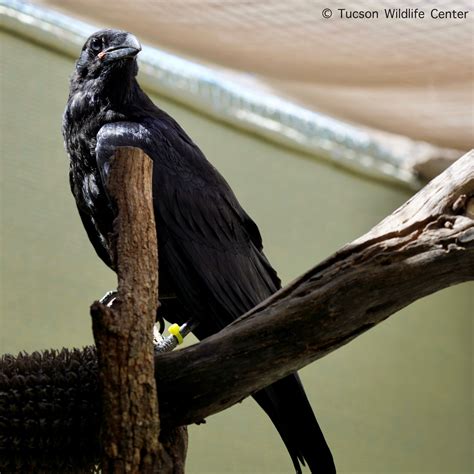 Patient of the Week: Juvenile Ravens - Tucson Wildlife Center