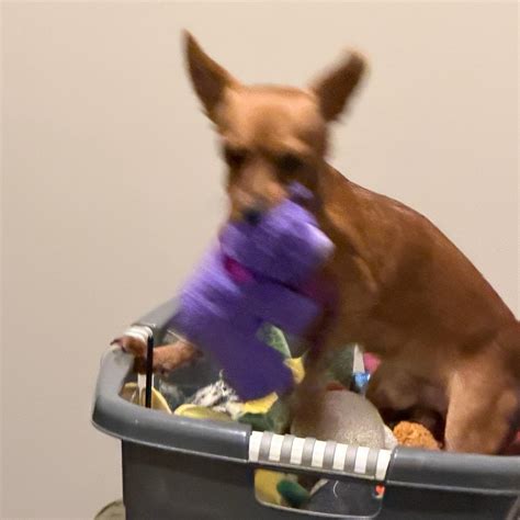 Dog Adopted - Rusty a Chihuahua Dog in Charlotte, NC | Petfinder