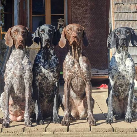 German Shorthaired Pointer Colors – What Is A Roan German Shorthaired ...