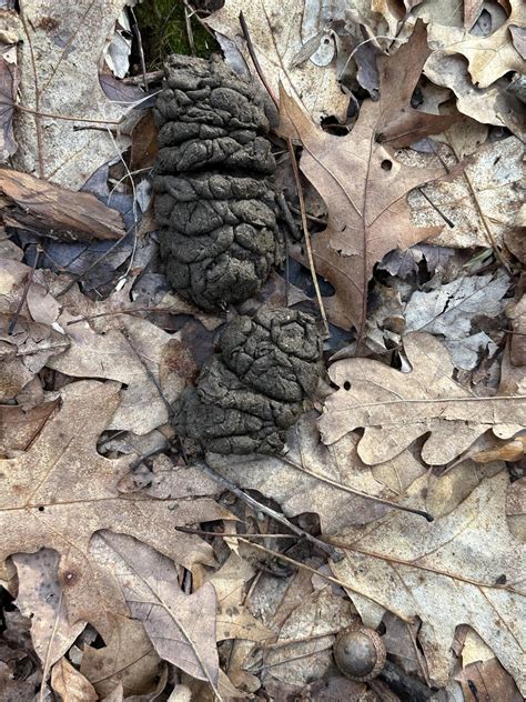 Are these black bear droppings? Found in Central Pennsylvania, USA. : r/AnimalTracking