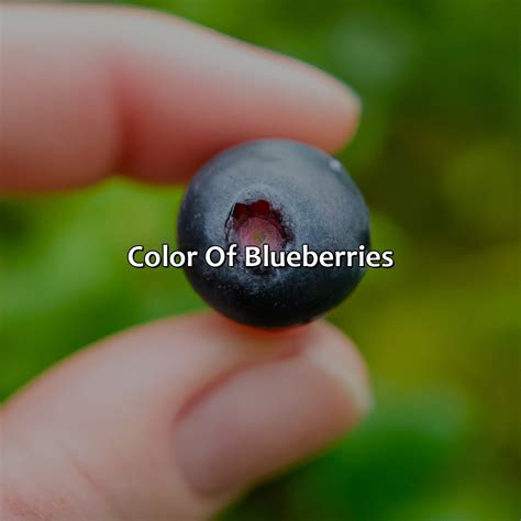 What Color Are Blueberries - colorscombo.com