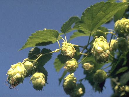 Hopfen - (Gewöhnlicher) Hopfen – Humulus lupulus L. - Arzneipflanzen ...