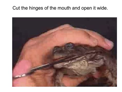 How to dissect a frog 2014 | PPT