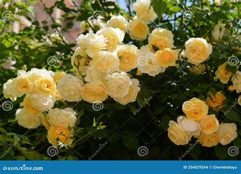 Bush with Beautiful Yellow Roses in Garden on Sunny Day Stock Photo ...