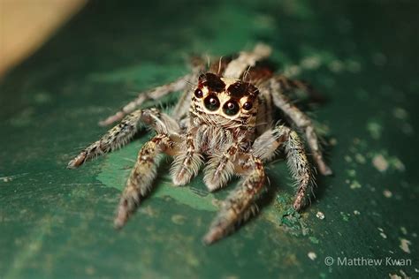 Image result for Spider-Man Web Tutorial