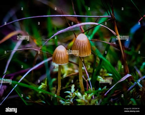 Magic mushroom liberty cap psilocybe hi-res stock photography and ...