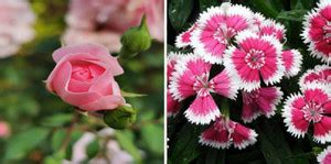 dreamseawaves Dianthus&Rose Seed Price in India - Buy dreamseawaves ...