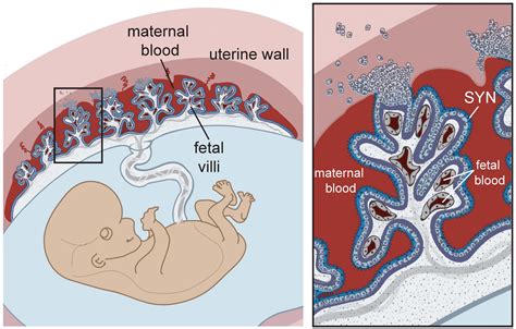 placenta | PMG Biology