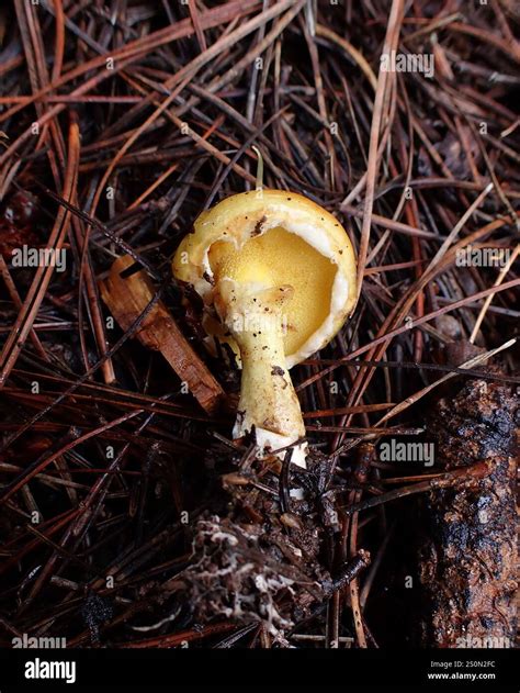 Chicken Fat Mushroom (Suillus americanus Stock Photo - Alamy