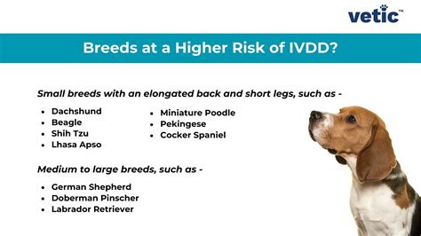 Intervertebral Disc Disease In Dogs My Dog Has IVDD, Does He Need
