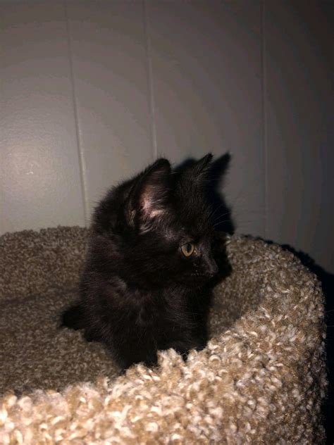 Llano Logistics Inc, 5801 Martin L King Blvd, Lubbock, TX, Containerized Freight & Cargo Service ...