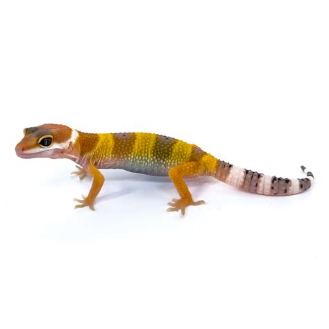 Эублефар пятнистый Tangerine (Eublepharis Macularius), S купить ...