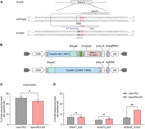 Improved split prime editors enable efficient in vivo genome editing: Cell Reports