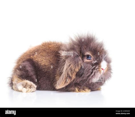 Cute lion head rabbit bunny lying on studio background, side view Stock ...