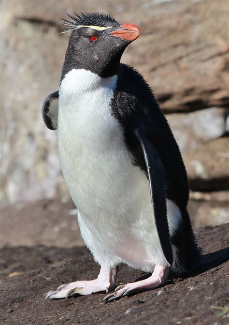 Details : Southern Rockhopper Penguin - BirdGuides