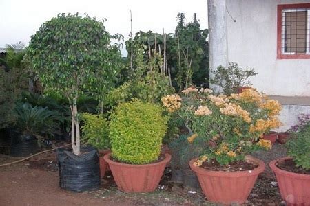 Nursery plant, Nursery trees in India, Kaimganj Farrukhabad : Sachin ...